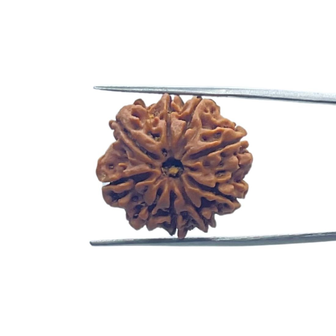 Nine Mukhi Rudraksha Nepal - (24.55 Mm) With X - Ray 1 Nine Mukhi Rudraksha Nepal - (24.55 Mm) With X - Ray
