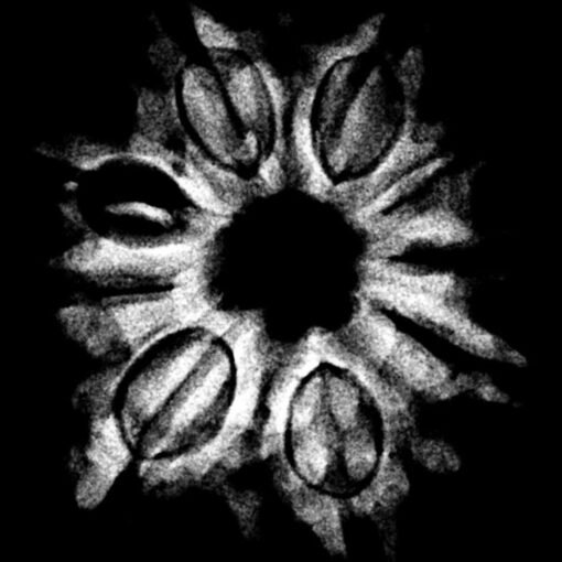 Nine Mukhi Rudraksha Nepal - (24.55 MM) X - Ray