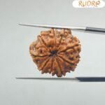 Nine-Mukhi-Rudraksha-Nepal-नौ-मुखी-रुद्राक्ष-नेपाल-20.19-mm-With-X-Ray-BP-C.jpg January 27, 2025 185 KB