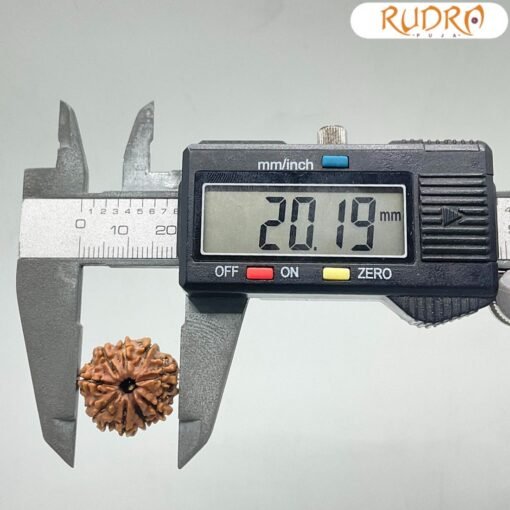 Nine-Mukhi-Rudraksha-Nepal-नौ-मुखी-रुद्राक्ष-नेपाल-20.19-mm-With-X-Ray-OP-C.jpg January 27, 2025 165 KB