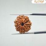 Nine-Mukhi-Rudraksha-Nepal-नौ-मुखी-रुद्राक्ष-नेपाल-20.19-Mm-With-X-Ray-Sp-C.jpg January 27, 2025 106 Kb