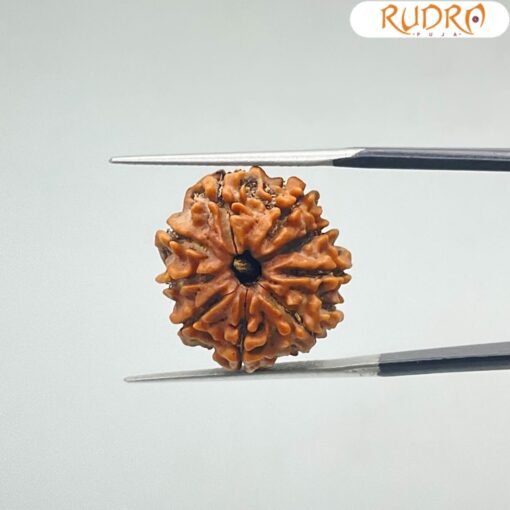 Nine-Mukhi-Rudraksha-Nepal-नौ-मुखी-रुद्राक्ष-नेपाल-20.19-mm-With-X-Ray-SP-C.jpg January 27, 2025 106 KB