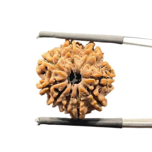 Nine-Mukhi-Rudraksha-Nepal-नौ-मुखी-रुद्राक्ष-नेपाल-22.07-Mm-With-X-Ray-Mp-C.jpg October 26, 2024 93 Kb