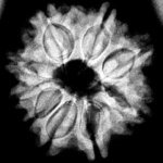 Nine-Mukhi-Rudraksha-Nepal-नौ-मुखी-रुद्राक्ष-नेपाल-22.07-Mm-X-Ray-C.jpg October 26, 2024 149 Kb