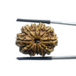 Original 11 Mukhi Rudraksha - (24.80 MM)