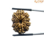 Original 11 Mukhi Rudraksha - (24.80 MM)