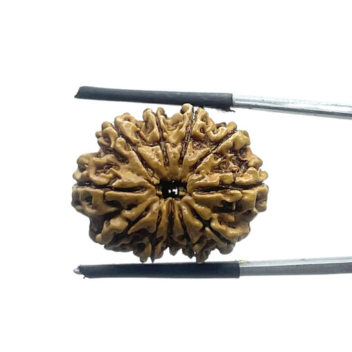 Original 11 Mukhi Rudraksha - (24.80 MM)
