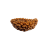 1 Mukhi Rudraksha Bead