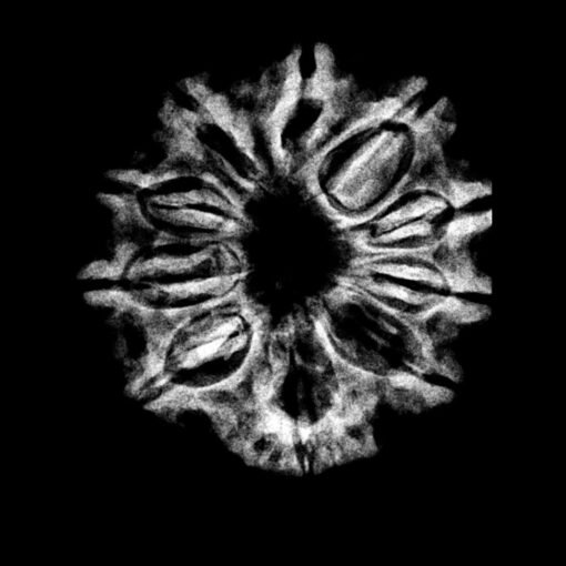 10-Face-Rudraksha-10-मुखी-रुद्राक्ष-नेपाल-27.00mm-With-X-Ray.jpg