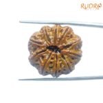 10 Face Rudraksha / 10 मुखी रुद्राक्ष नेपाल (27.00Mm) With X - Ray 7 10-Face-Rudraksha-10-मुखी-रुद्राक्ष-नेपाल-27.00Mm-With-X-Ray-Bp-C.jpg