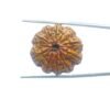 10 Face Rudraksha / 10 मुखी रुद्राक्ष नेपाल (27.00Mm) With X - Ray 11 10-Face-Rudraksha-10-मुखी-रुद्राक्ष-नेपाल-27.00Mm-With-X-Ray-Mp-C.jpg