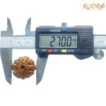 10 Face Rudraksha / 10 मुखी रुद्राक्ष नेपाल (27.00Mm) With X - Ray 8 10-Face-Rudraksha-10-मुखी-रुद्राक्ष-नेपाल-27.00Mm-With-X-Ray-Op-C.jpg
