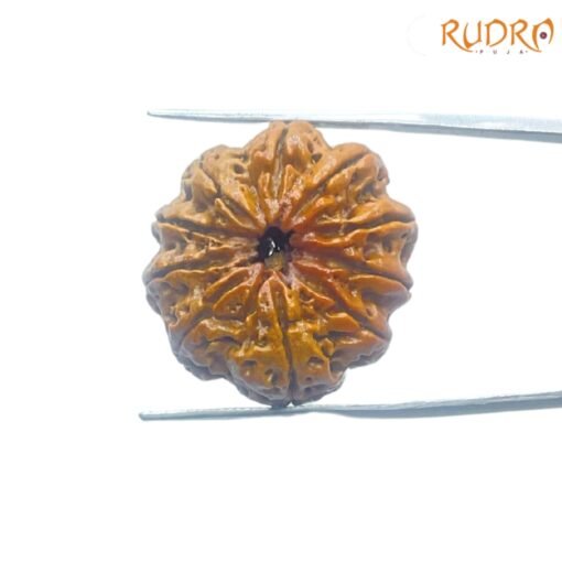 10-Face-Rudraksha-10-मुखी-रुद्राक्ष-नेपाल-27.00mm-With-X-Ray-RP-C.jpg