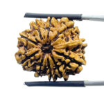10 Mukhi Nepal Rudraksha 24.06 MM 10 मुखी रुद्राक्ष नेपाल ( 24.06 mm) With X - Ray
