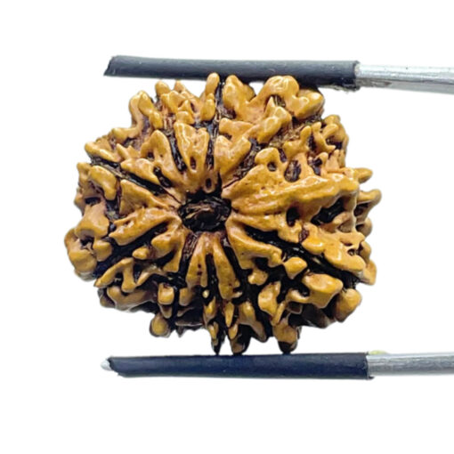 10 Mukhi Nepal Rudraksha 24.06 MM 10 मुखी रुद्राक्ष नेपाल ( 24.06 mm) With X - Ray