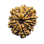 10 Mukhi Nepal Rudraksha 24.06 MM 10 मुखी रुद्राक्ष नेपाल ( 24.06 mm) With X - Ray