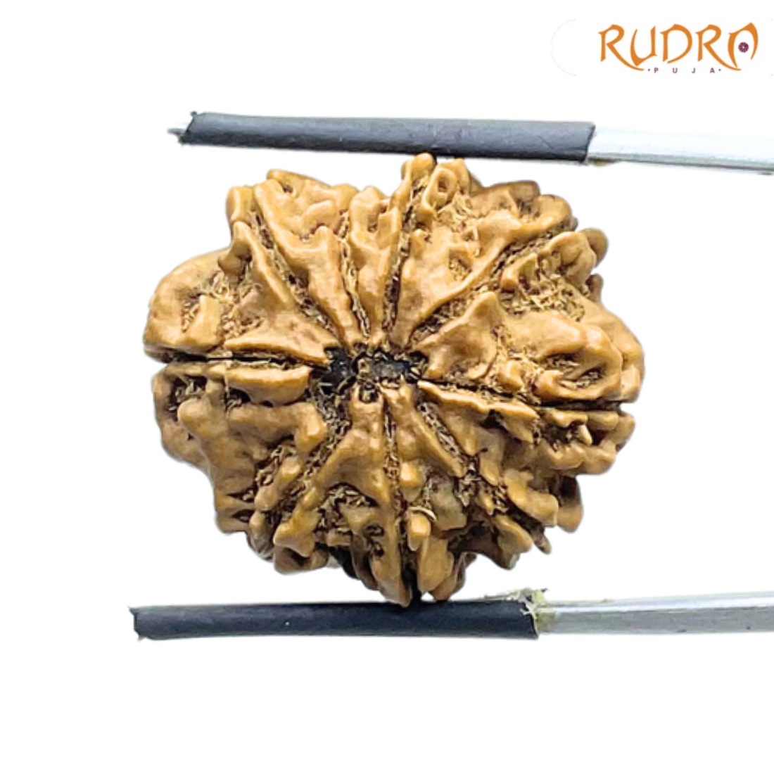9 Mukhi Rudraksha Nepal - ( 24.22 MM) With X - Ray