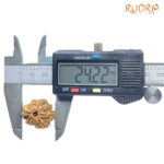 9 Mukhi Rudraksha Nepal - ( 24.22 MM) With X - Ray