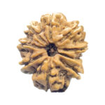 9 Mukhi Rudraksha Nepal - ( 24.22 MM) With X - Ray