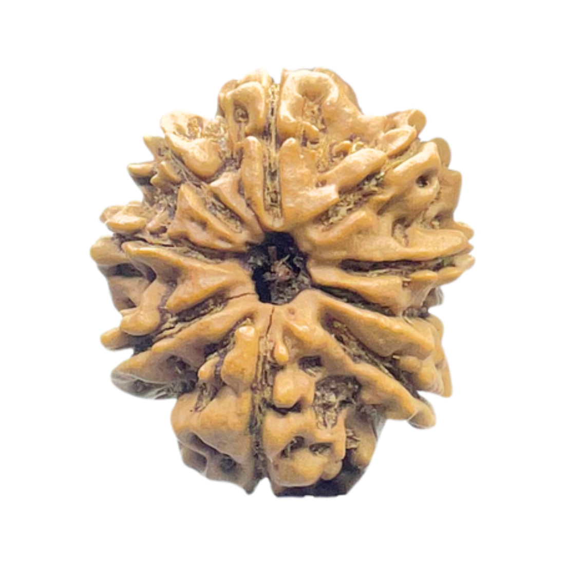 9 Mukhi Rudraksha Nepal - ( 24.22 MM) With X - Ray