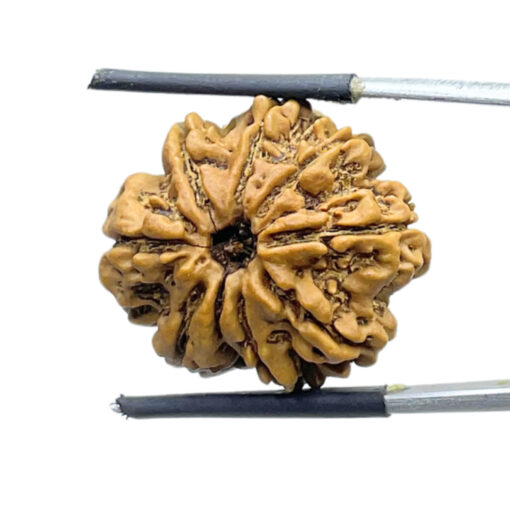 9 Mukhi Rudraksha Nepal - ( 24.22 MM) With X - Ray