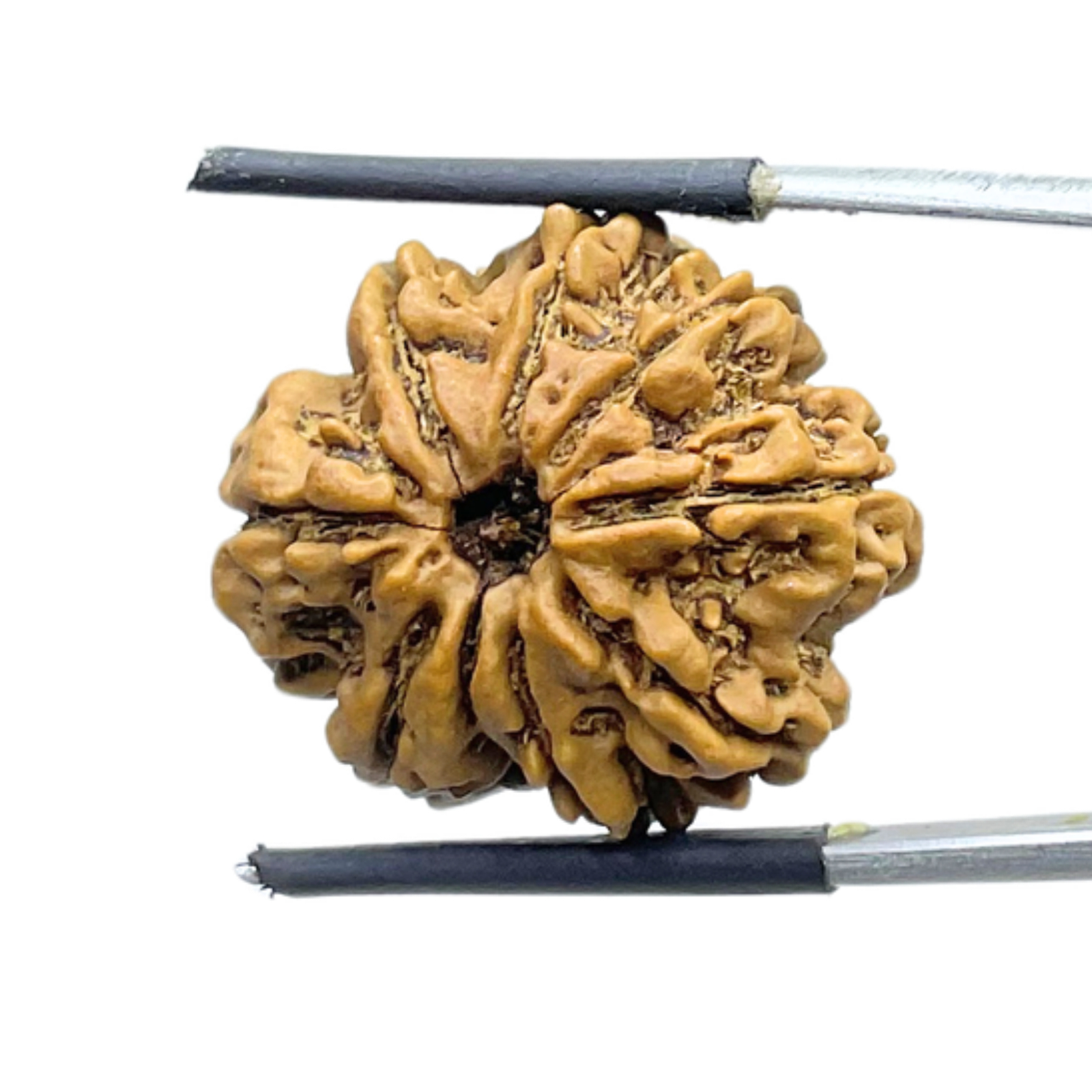 9 Mukhi Rudraksha Nepal - ( 24.22 MM) With X - Ray