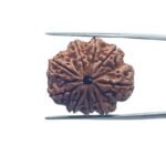 9 Mukhi Rudraksha Nepal - ( 24.90 MM) With X - Ray
