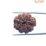 9 Mukhi Rudraksha Nepal - ( 24.90 MM) With X - Ray