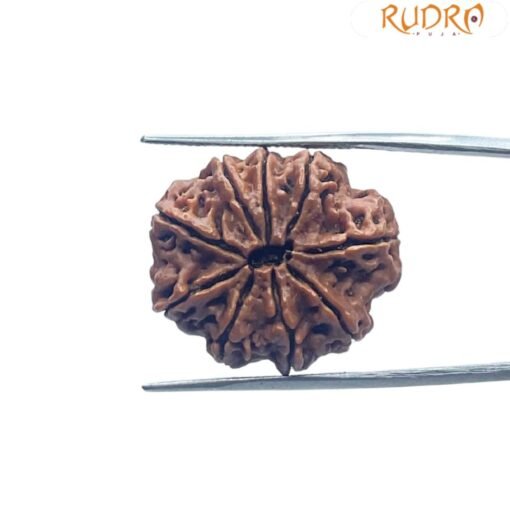 9 Mukhi Rudraksha Nepal - ( 24.90 MM) With X - Ray
