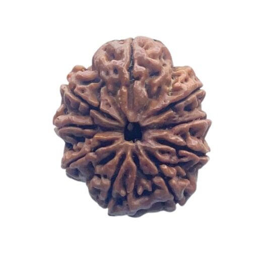 9 Mukhi Rudraksha Nepal - ( 24.90 MM) With X - Ray