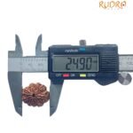9 Mukhi Rudraksha Nepal - ( 24.90 Mm) With X - Ray 8 9 Mukhi Rudraksha Nepal - ( 24.90 Mm) With X - Ray