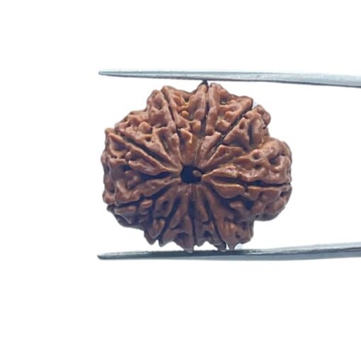 9 Mukhi Rudraksha Nepal - ( 24.90 Mm) With X - Ray