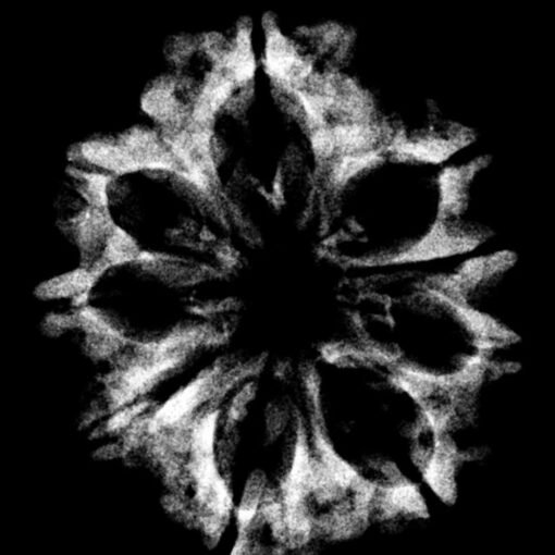 9 Mukhi Rudraksha Nepal - ( 24.90 MM) x-ray