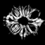 9 Mukhi Rudraksha 24.80 Mm X-Ray