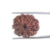 9 Mukhi Rudraksha Nepal / 9 मुखी रुद्राक्ष नेपाल( 24.80 MM) With X - Ray