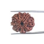 9 Mukhi Rudraksha Nepal / 9 मुखी रुद्राक्ष नेपाल( 24.80 MM) With X - Ray
