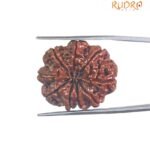 9 Mukhi Rudraksha Nepal / 9 मुखी रुद्राक्ष नेपाल( 24.80 MM) With X - Ray