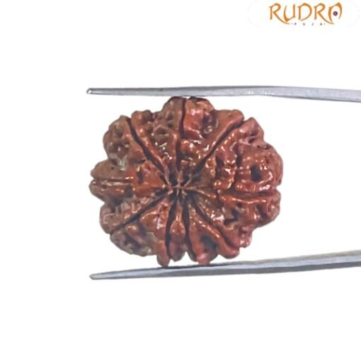 9 Mukhi Rudraksha Nepal / 9 मुखी रुद्राक्ष नेपाल( 24.80 Mm) With X - Ray