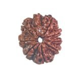 9 Mukhi Rudraksha Nepal / 9 मुखी रुद्राक्ष नेपाल( 24.80 Mm) With X - Ray