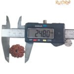 9 Mukhi Rudraksha Nepal / 9 मुखी रुद्राक्ष नेपाल( 24.80 Mm) With X - Ray