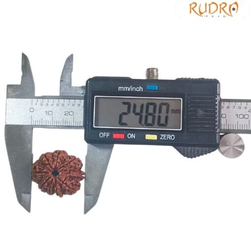 9 Mukhi Rudraksha Nepal / 9 मुखी रुद्राक्ष नेपाल( 24.80 Mm) With X - Ray