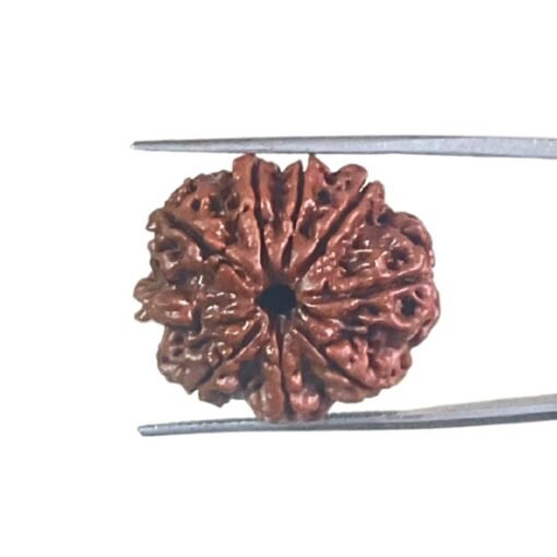 9 Mukhi Rudraksha Nepal / 9 मुखी रुद्राक्ष नेपाल( 24.80 Mm) With X - Ray