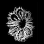 Ten Mukhi Rudraksha / दस मुखी रुद्राक्ष (26.72 Mm) With X- Ray 9 Ten-Mukhi-Rudraksha-दस-मुखी-रुद्राक्ष-26.72-Mm-With-X-Ray-1.Jpg