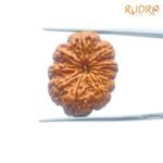 Ten Mukhi Rudraksha / दस मुखी रुद्राक्ष (26.72 Mm) With X- Ray 7 Ten-Mukhi-Rudraksha-दस-मुखी-रुद्राक्ष-26.72-Mm-With-X-Ray.jpg
