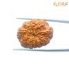 Ten Mukhi Rudraksha / दस मुखी रुद्राक्ष (26.72 Mm) With X- Ray 13 Ten-Mukhi-Rudraksha-दस-मुखी-रुद्राक्ष-26.72-Mm-With-X-Ray-B-C.jpg