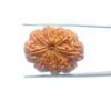 Ten Mukhi Rudraksha / दस मुखी रुद्राक्ष (26.72 Mm) With X- Ray 33 Ten-Mukhi-Rudraksha-दस-मुखी-रुद्राक्ष-26.72-Mm-With-X-Ray-Mp-C.jpg