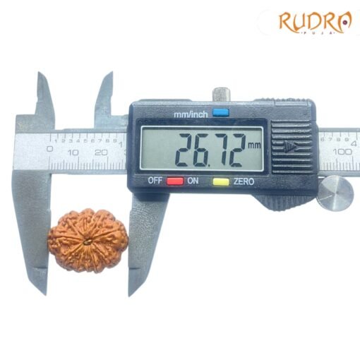 Ten-Mukhi-Rudraksha-दस-मुखी-रुद्राक्ष-26.72-mm-With-X-Ray-OP-C.jpg