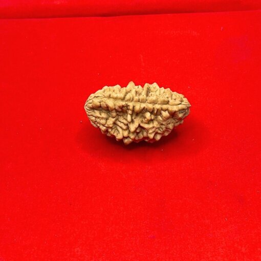 1 Mukhi Rudraksha (28.20Mm)