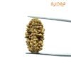 1 Mukhi Rudraksha (28.25 Mm)
