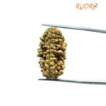 1 Mukhi Rudraksha (28.25 Mm)